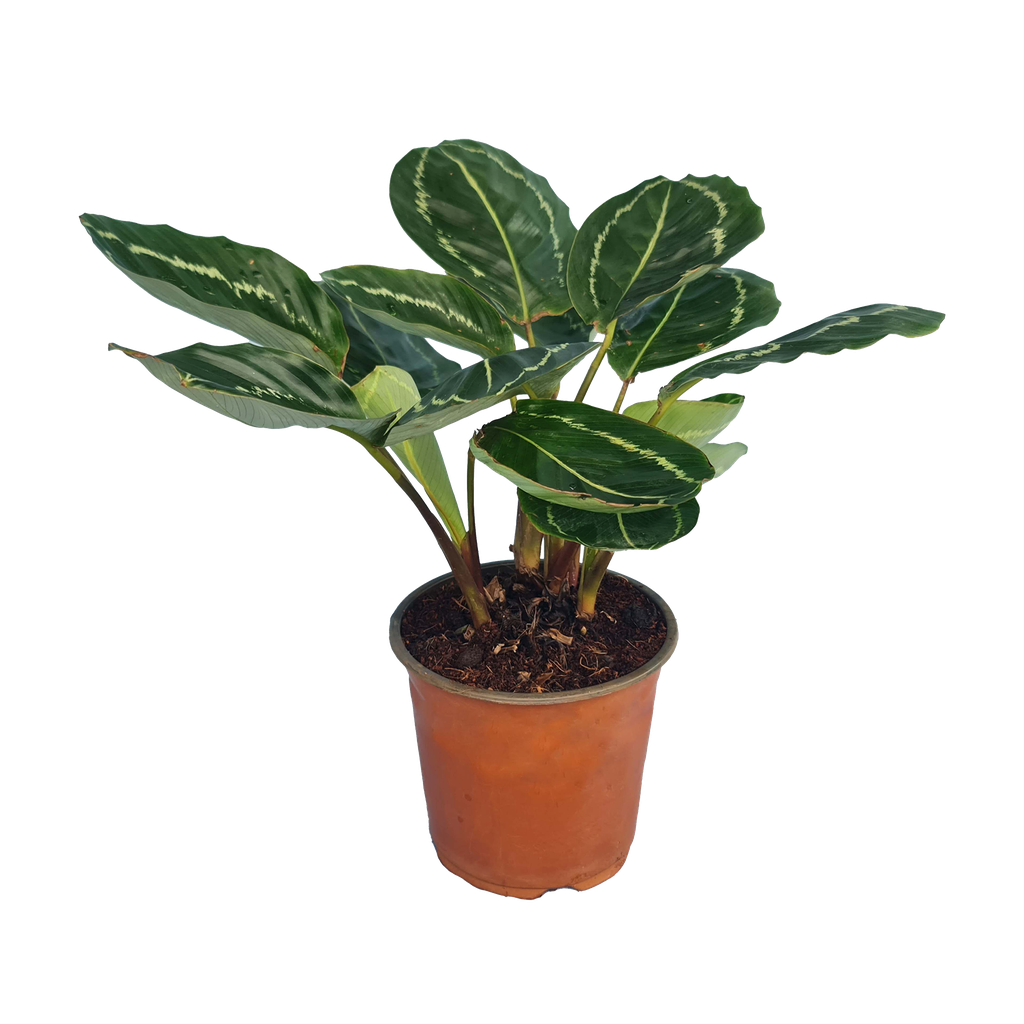 Calathea veitchiana green