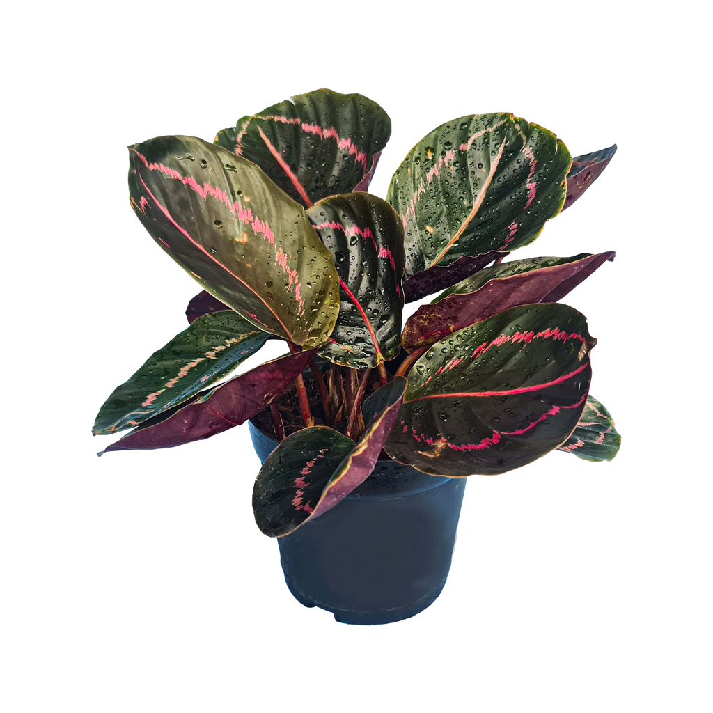 [PLFP CLDT PT 0013 1.6L H015] Calathea roseopicta dottie (Pot # 5" 1.6L, 6'' ht)