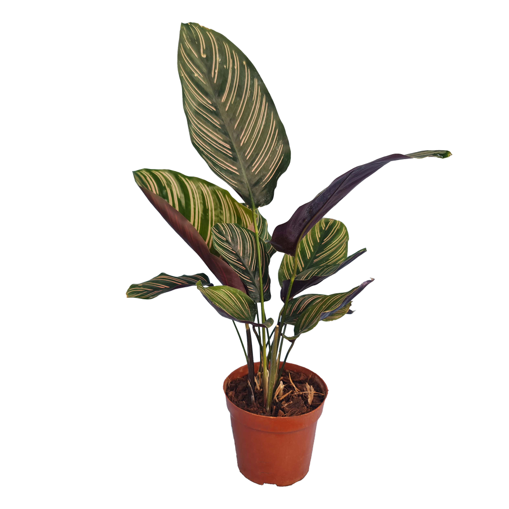 Calathea ornata
