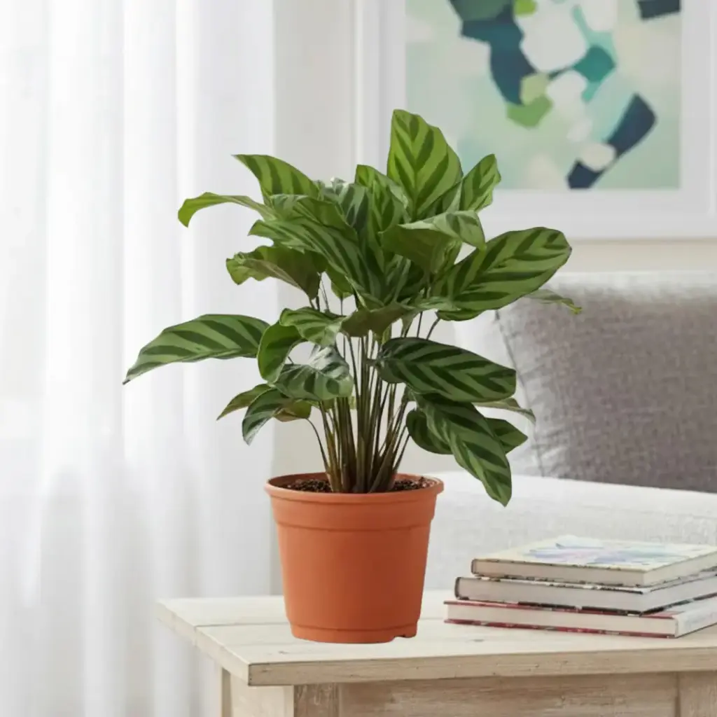 Calathea concinna freddie