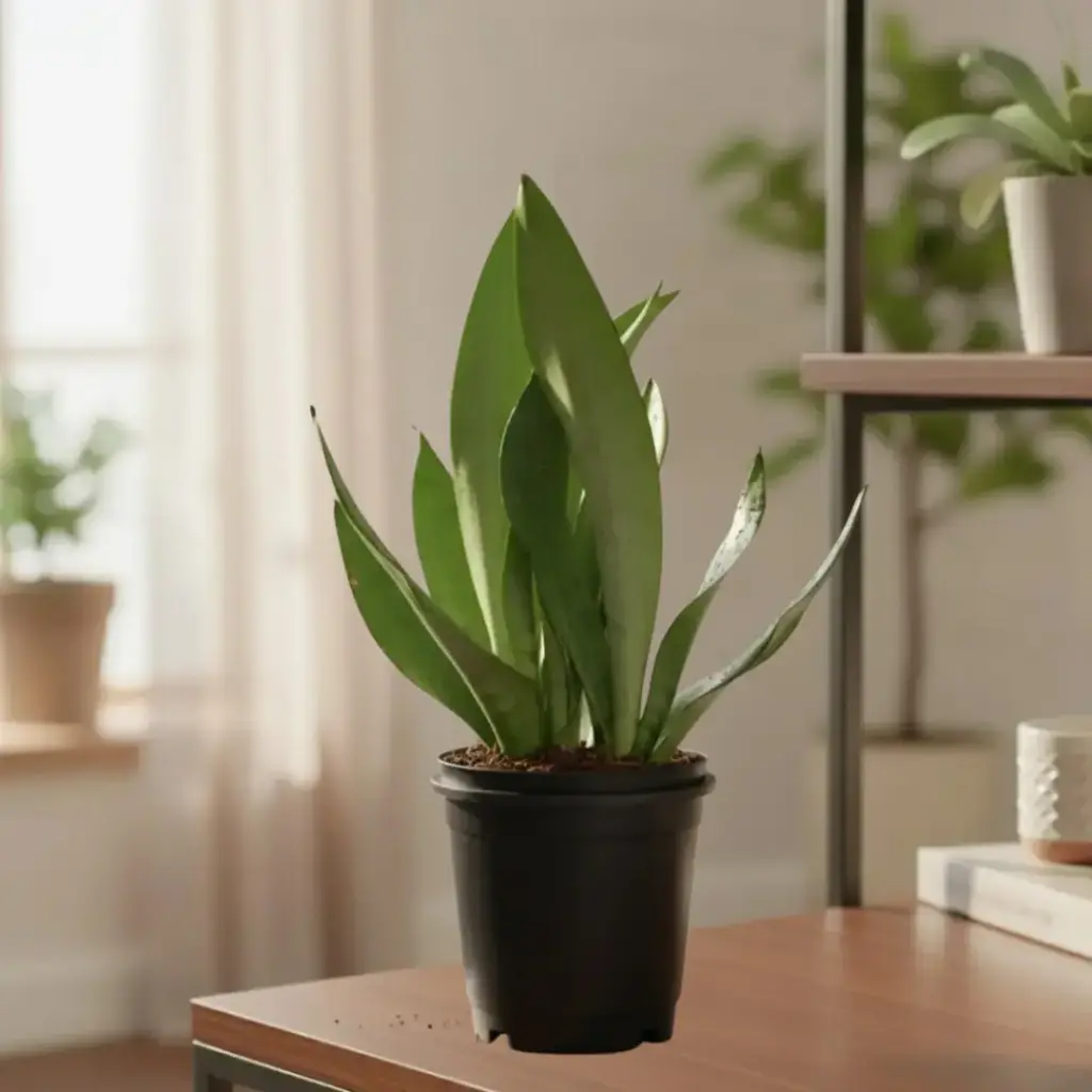 Snake plants, Sansevieria moonshine