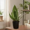 Snake plants, Sansevieria moonshine