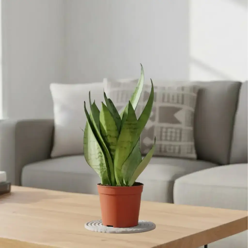 Snake plants, Sansevieria sea bubble