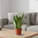 Snake plants, Sansevieria sea bubble