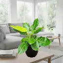 Philodendron moonshine