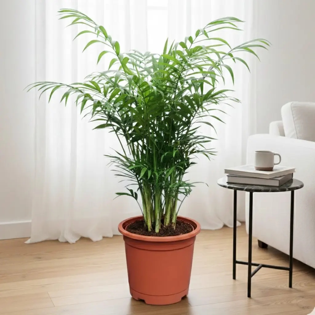 Parlor palm, Chamaedorea elegans