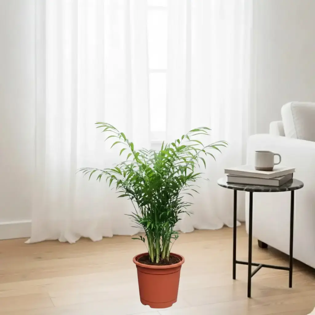 [PLPM CHEL PT 0008 326ml H008] Parlor palm, Chamaedorea elegans (Pot # 3'' 326ml, 3'' ht)