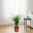 पार्लर पाम, चैमेडोरिया एलेगैंस