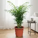 Parlor palm, Chamaedorea elegans