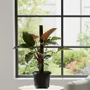 Philodendron “Imperial Red”