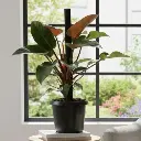 Philodendron “Imperial Red”