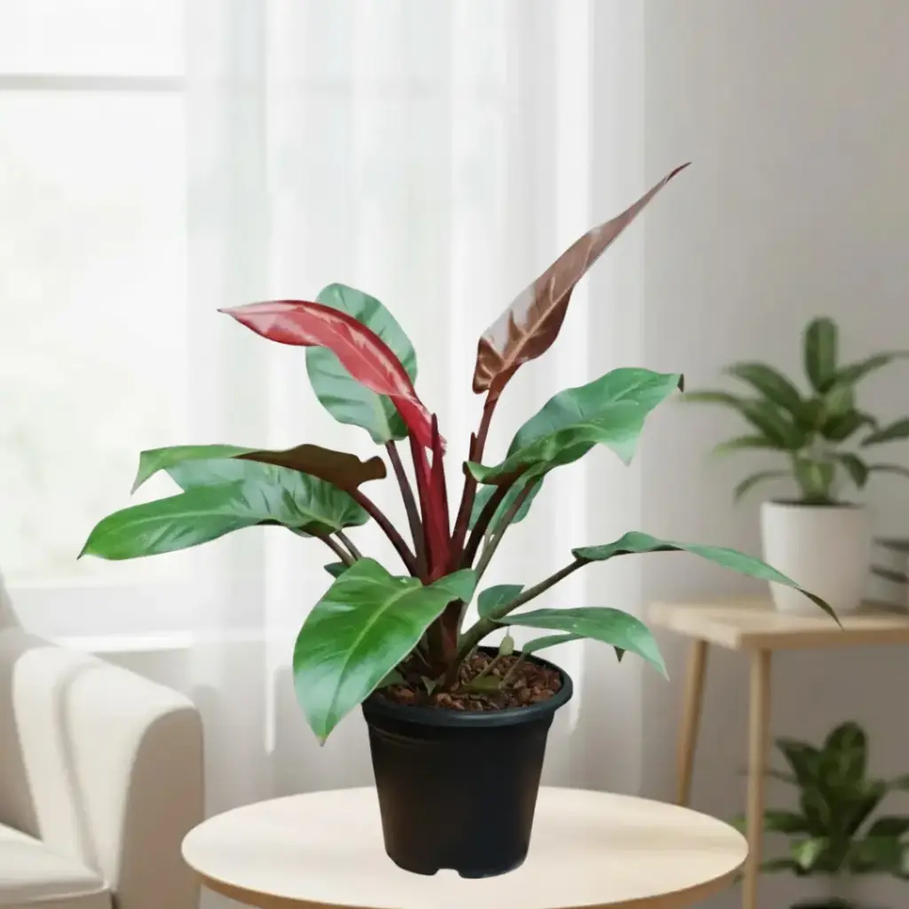 Philodendron sun red