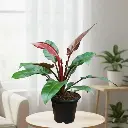 Philodendron sun red