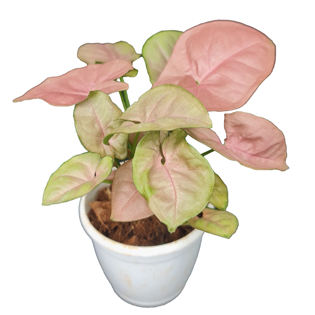 Syngonium neon pink
