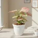 Syngonium neon pink