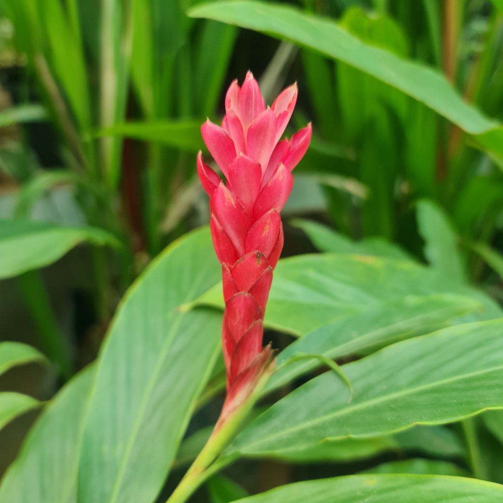 [PLHS ALPP BG 0810 2.9L H015] Red ginger, Alpinia purpurata (Polybag # 8x10, 2.9L, 6'' ht)