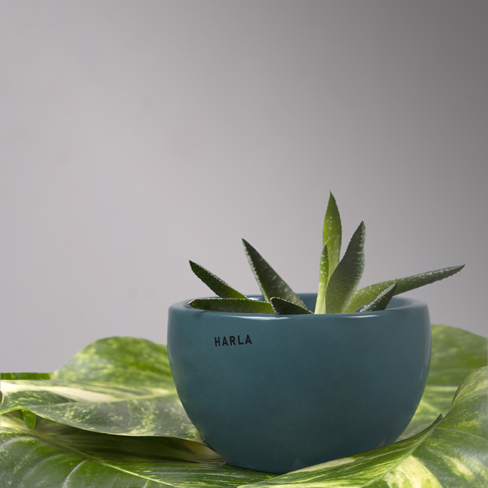 Pot Natures Hum Fat