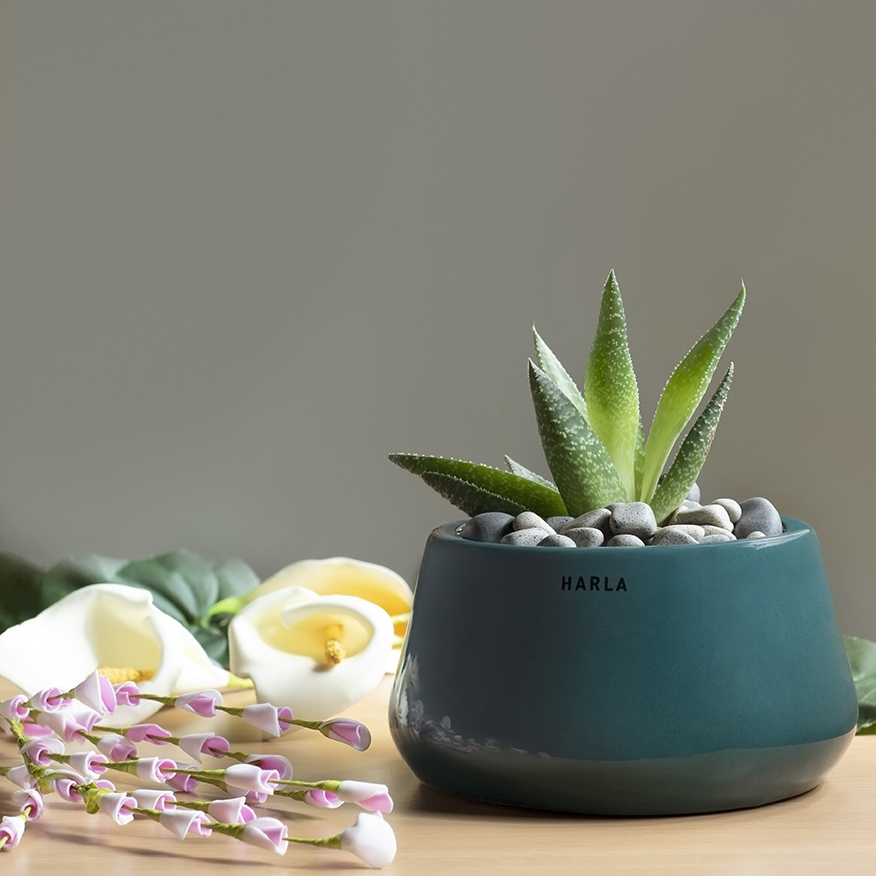 Pot Tulip Fantasy Bowl
