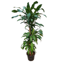 Mass cane plant, Dracaena fragrans ‘Massangeana’