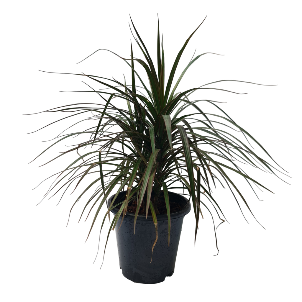 Dracaena marginata black