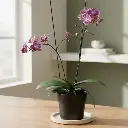 Orchids, Phalaenopsis hybrids