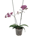 Orchids, Phalaenopsis hybrids