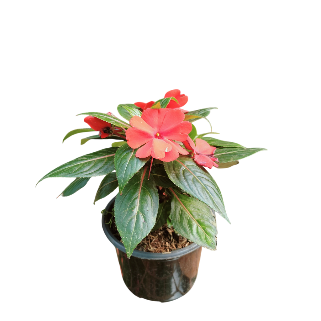 Impatiens hawkeri, New guinnea impatiens