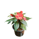 Impatiens hawkeri, New guinnea impatiens