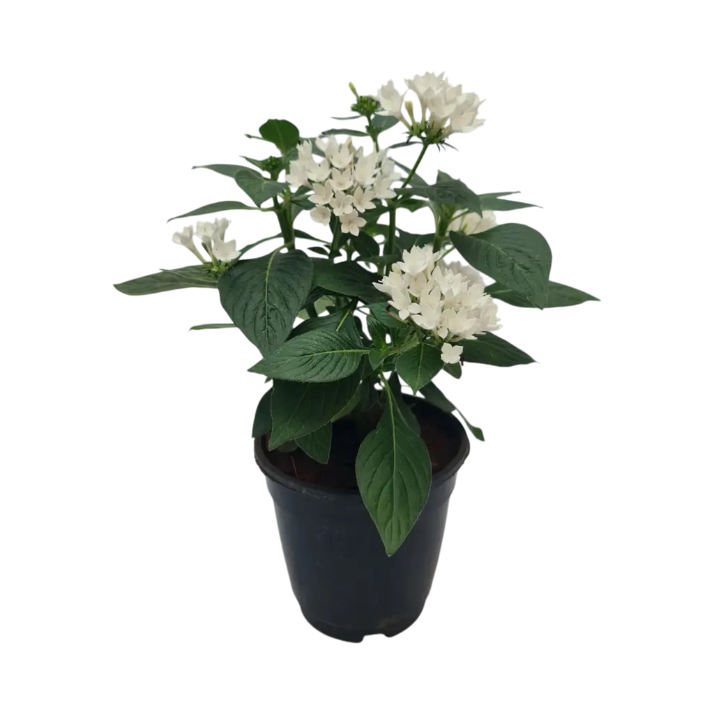 Super Pentas, Pentas lanceolata Mix color