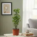 अरेलिया गोल्डन, पॉलिसियास गोल्डन