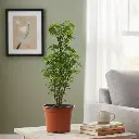 अरेलिया गोल्डन, पॉलिसियास गोल्डन