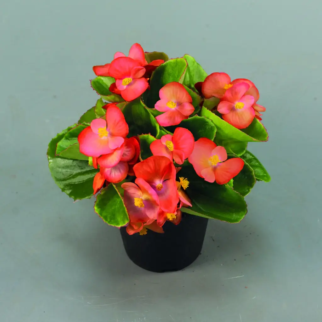 Begonia semperflorens