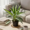 Spider plant, Chlorophytum comosum lemon