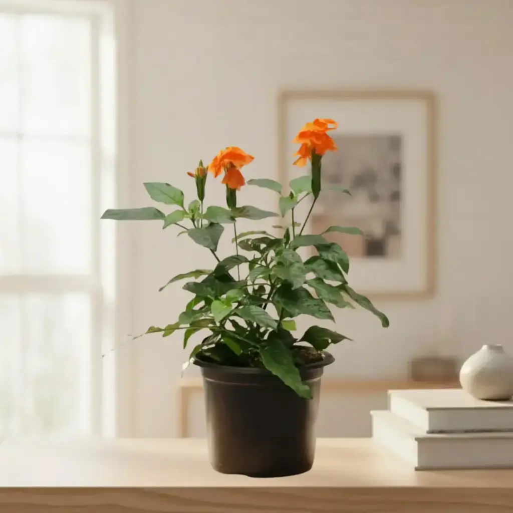 Aboli, Crossandra infundibuliformis