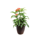 Red aboli,  firecracker flower, Crossandra nilotica