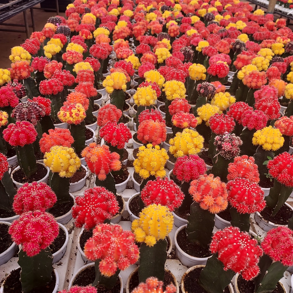 Moon cactus, Gymnocalycium Mihanovichii