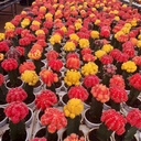 Moon cactus, Gymnocalycium Mihanovichii