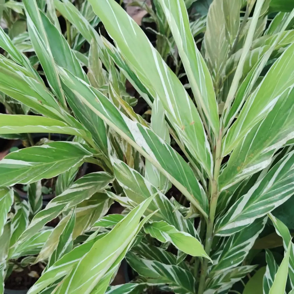 Variegated Ginger, Alpinia sanderae