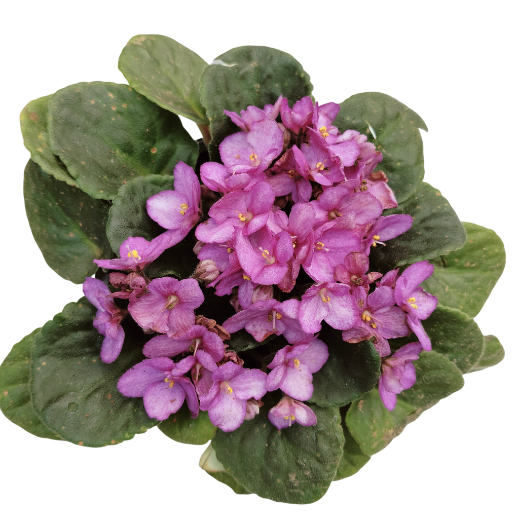 African Violet, Saintpaulia ionantha