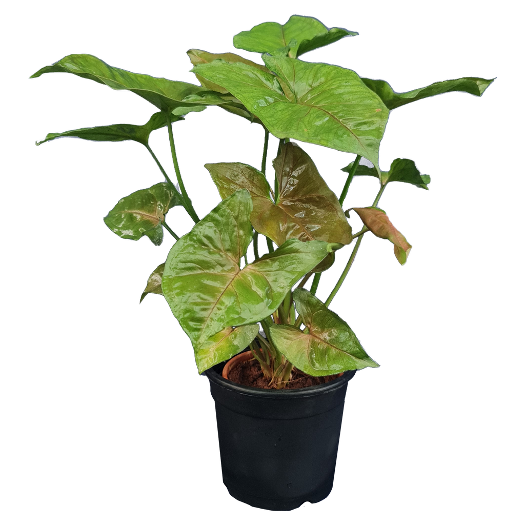 Syngonium podophyllum ‘Bronze’
