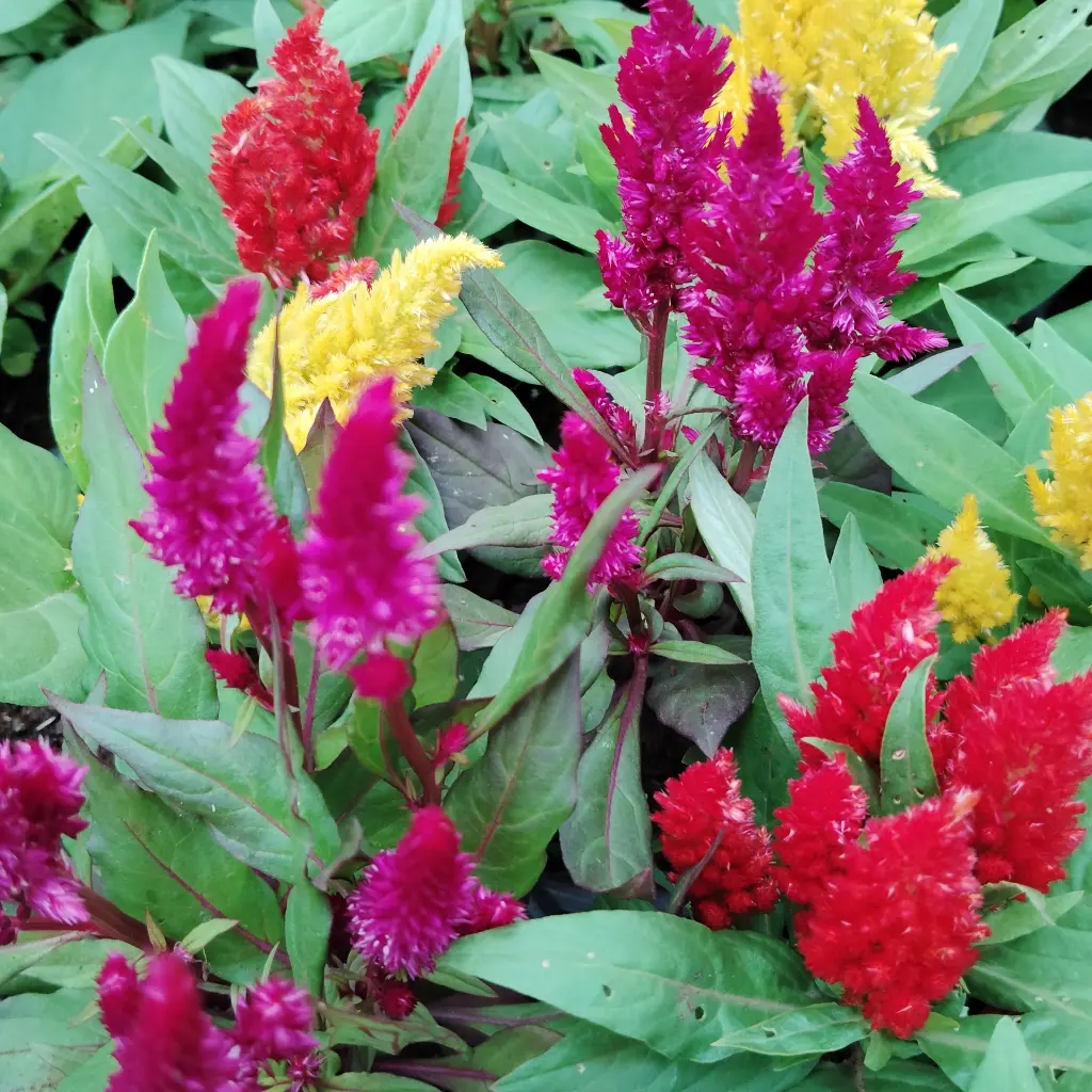 Cockscomb, Celosia argentea plumosa