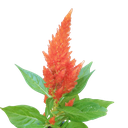 कॉक्सकॉम्ब, सेलोसिया आर्जेंटिया प्लूमोसा