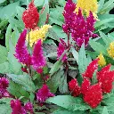Cockscomb, Celosia argentea plumosa