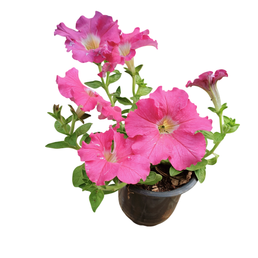 Petunia grandiflora