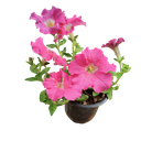 Petunia grandiflora