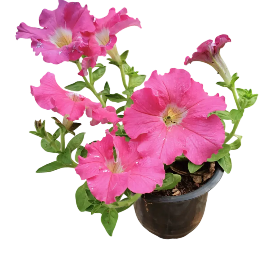 Petunia grandiflora