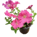 Petunia grandiflora