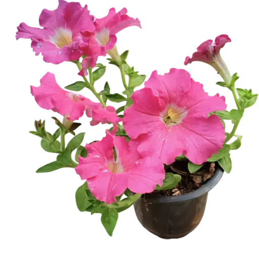 [PLAN PEGR PT 0010 785ml] Petunia grandiflora (pt # 4'' 785ml  )