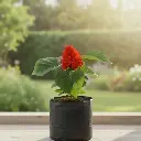 Scarlet sage, Salvia splendens