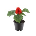 Scarlet sage, Salvia splendens